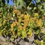 I Constantia inledde vi med ett besök ute på fälten hos Klein Constantia. Vi smakade på dessa nästan mogna druvor på Muscat de Frontignan I Constantia inledde vi med ett besök ute på fälten hos Klein Constantia. Vi smakade på dessa nästan mogna druvor på Muscat de Frontignan