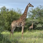 Denna giraff hona födde sitt barn för fyra dagar sedan.. helt otroligt! Denna giraff hona födde sitt barn för fyra dagar sedan.. helt otroligt!