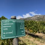Ett legendariskt fält där druvorna går till ikoniska Vin de Constance på vingården Klein Constantia Ett legendariskt fält där druvorna går till ikoniska Vin de Constance på vingården Klein Constantia