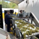På Boekenhoutskloof fick man denna tisdag in sina Chardonnay druvor till vinet Cap Maritime från Hemel-En-Aarde Valley. Utan tvekan ett av landets främsta vita viner På Boekenhoutskloof fick man denna tisdag in sina Chardonnay druvor till vinet Cap Maritime från Hemel-En-Aarde Valley. Utan tvekan ett av landets främsta vita viner