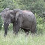 En av Big Five En av Big Five