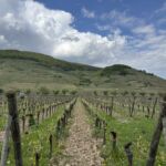 I år firar Grand Cru klassificeringen 50 år och det första fältet som klassades 1975 var Schlossberg I år firar Grand Cru klassificeringen 50 år och det första fältet som klassades 1975 var Schlossberg