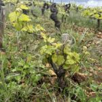 I april har det börjat bli lite grönt på vin-busken I april har det börjat bli lite grönt på vin-busken