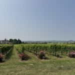 Vackra odlingar i Valpolicella innan besöket hos Masi Vackra odlingar i Valpolicella innan besöket hos Masi