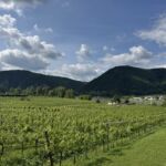 60 % av odlingarna är uppodlad med Grüner Veltliner och resterande 40 % med Riesling i Wachau 60 % av odlingarna är uppodlad med Grüner Veltliner och resterande 40 % med Riesling i Wachau