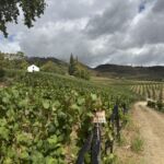 Vackra odlingar med Tinta Franca på Dow´s Quinta Do Bomfim Vackra odlingar med Tinta Franca på Dow´s Quinta Do Bomfim