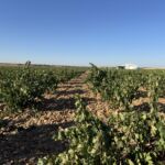 Vi besökte även Toro under vår resa och då Mariano Garcia´s bodega San Román Vi besökte även Toro under vår resa och då Mariano Garcia´s bodega San Román