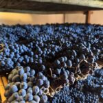 Hos Avignonesi torkade man sina Sangiovese druvor ett par månader för att bli till Vin Santo Occhio de Pernice Hos Avignonesi torkade man sina Sangiovese druvor ett par månader för att bli till Vin Santo Occhio de Pernice