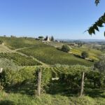 Vackra odlingar i San Gimignano Vackra odlingar i San Gimignano