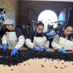 Noggrann sortering av druvorna på Sierra Cantabria Noggrann sortering av druvorna på Sierra Cantabria