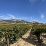 Vinfältet El Puntido levererar Tempranillo druvor av toppklass Vinfältet El Puntido levererar Tempranillo druvor av toppklass