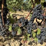 Solmogna Tempranillo-druvor... snart redo att plockas från El Puntido Vineyard Solmogna Tempranillo-druvor... snart redo att plockas från El Puntido Vineyard