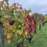 Vackert i St.-Emilion Vackert i St.-Emilion