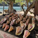 Vackra snäckor på St. Lucia Vackra snäckor på St. Lucia