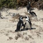 Vi badade även med några av pingvinerna vid Boulders Beach Vi badade även med några av pingvinerna vid Boulders Beach