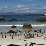Efter en god lunch på Black Marlin besökte vi Jackass-pingvinerna i Boulders Beach Efter en god lunch på Black Marlin besökte vi Jackass-pingvinerna i Boulders Beach
