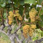 Solmogna druvor av Muscat de Frontignan som blir till Sydafrikas mest kända vin. Det söta Vin de Constance Solmogna druvor av Muscat de Frontignan som blir till Sydafrikas mest kända vin. Det söta Vin de Constance