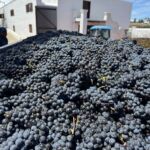 Nyskördade Merlot druvor på Meerlust i Stellenbosch Nyskördade Merlot druvor på Meerlust i Stellenbosch