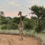 Tshukudu Game Reserve Tshukudu Game Reserve