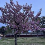 Vacker blomning i slutet av april i Takayama Vacker blomning i slutet av april i Takayama
