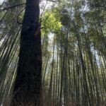 Vi besökte den vackra Arashiyama bambu-skogen utanför Kyoto Vi besökte den vackra Arashiyama bambu-skogen utanför Kyoto