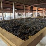 Hos Tommasi fick vi se lite torkade druvor enligt appassimento-metoden. Minimi kravet för en Amarone är 120 dagars torkning Hos Tommasi fick vi se lite torkade druvor enligt appassimento-metoden. Minimi kravet för en Amarone är 120 dagars torkning