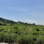 Böljande och vackert landskap i Soave Böljande och vackert landskap i Soave