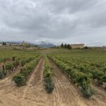 Vinfältet El Puntido